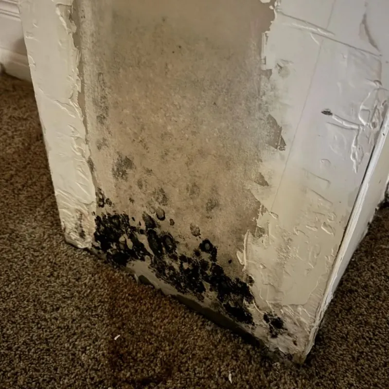 Professional Mold Removal in Beaverton, OR